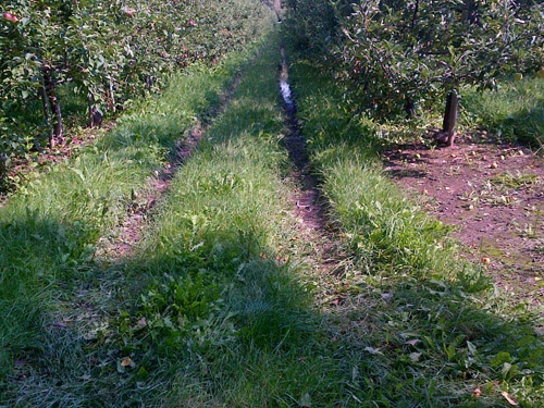 rut with soil compaction in an orchard