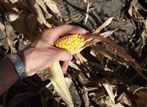 Stunted corn due to excessive soil compaction