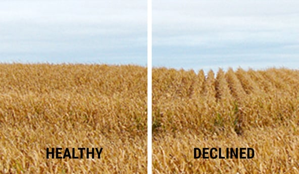 soil compaction = harvest atrophied