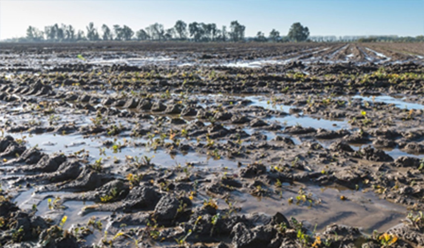 soil conditions stagnant water