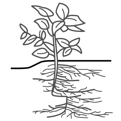 Root development with soil compaction