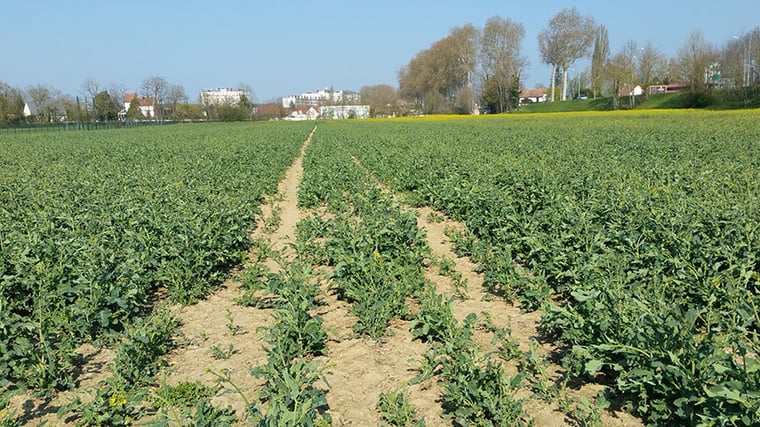 Soil compaction blocks root development