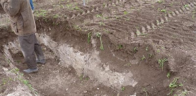 Ditch to observe the crop profile 