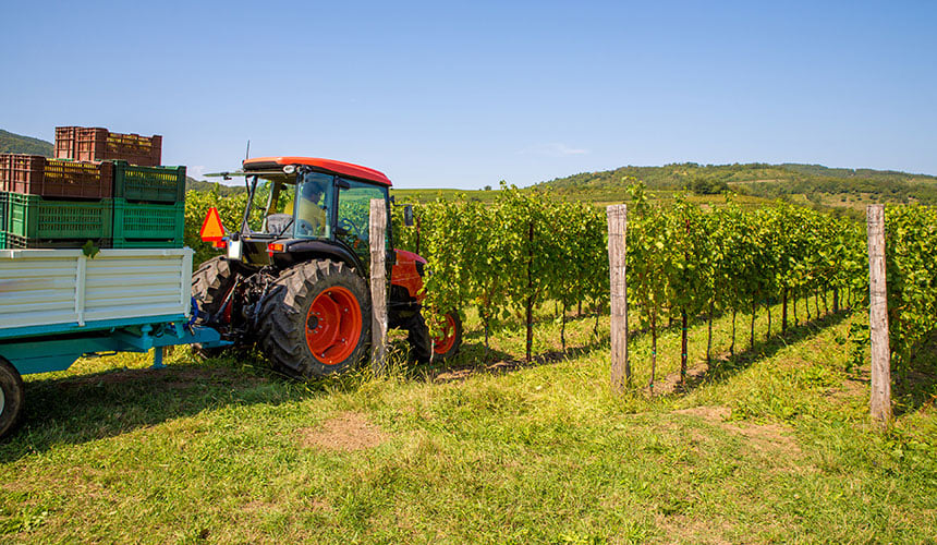 Winegrowing tractor with harvesting trailer