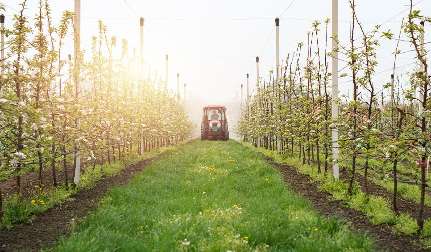 Growing grass between the rows in fruit framing
