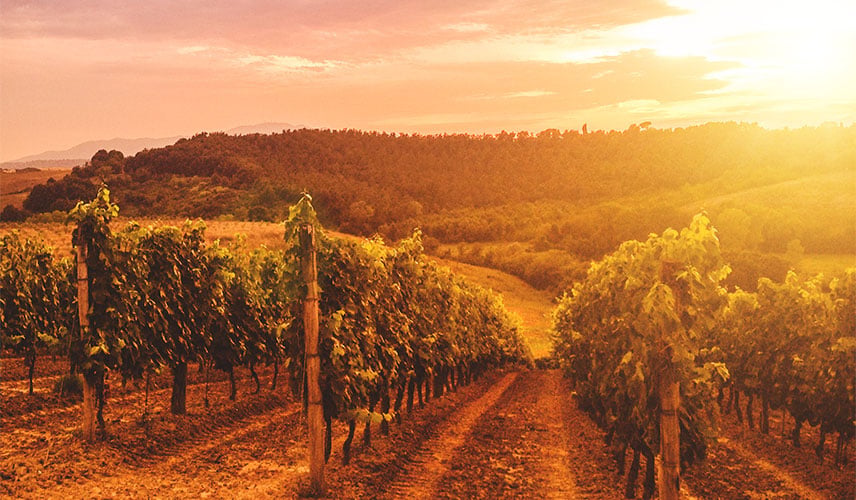 Wine growing