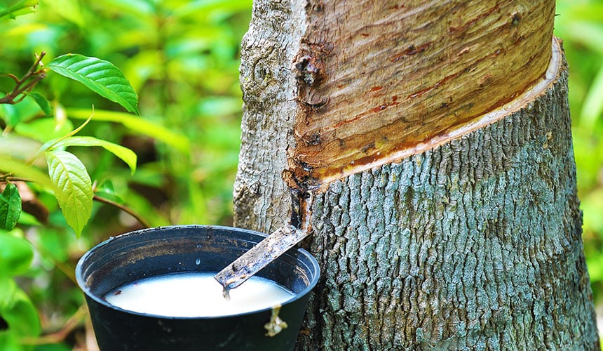 Hevea plantations belonging to the Bridgestone group used for a sustainable management of natural rubber