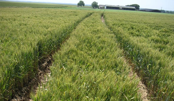 Soil compaction and ruts linked to tractor tyres