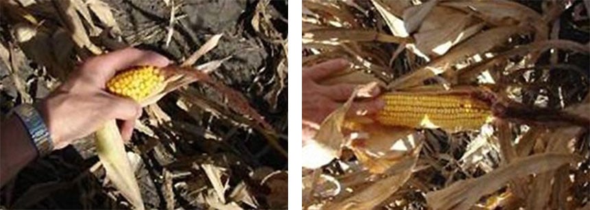 Shrivelled corn on the left linked to excessive soil compaction