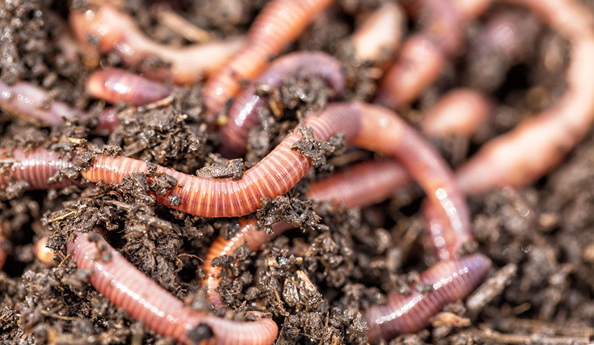 Earthworms are precious allies for improving soil quality