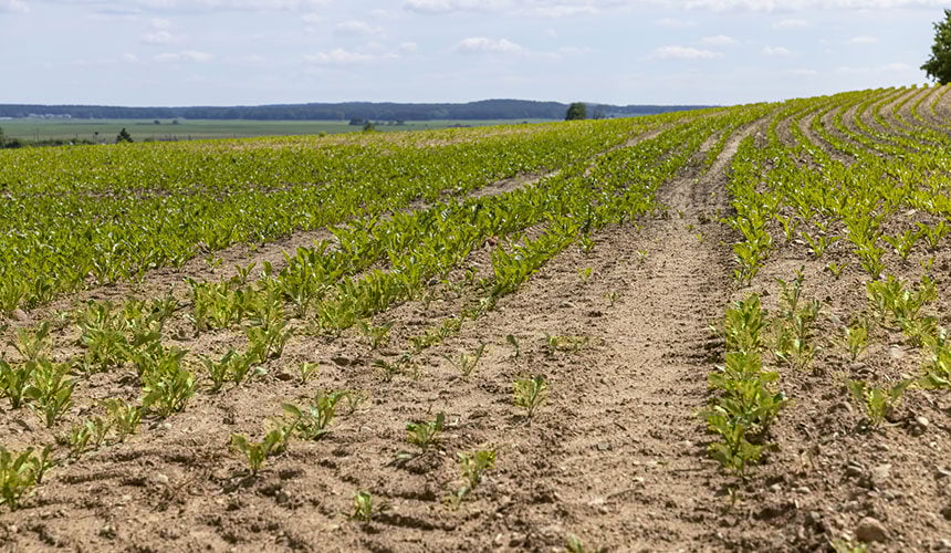 Impact of fixed rims and tyres on crop development