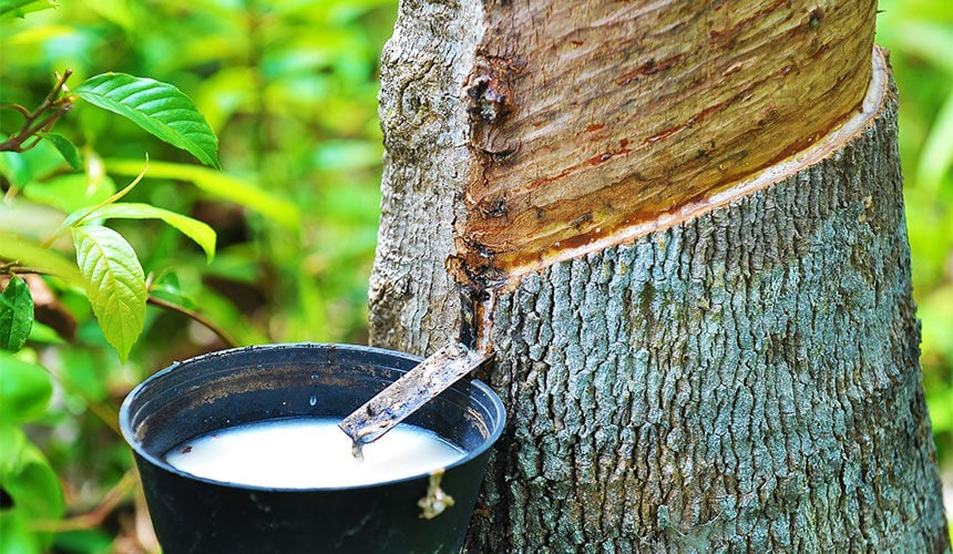 Bridgestone has its own Hevea tree plantations so it can add more natural rubber to its tyres